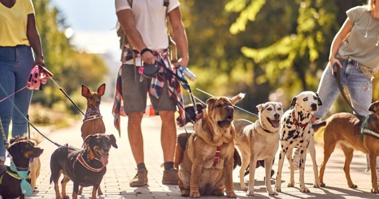 Group of dog walkers holding multiple leashes while walking several dogs of different breeds on a sunny day in a park.