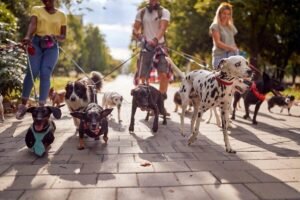 A group of professional dog walkers guiding multiple dogs of different breeds along a sunny park pathway, with the dogs walking energetically on their leashes.