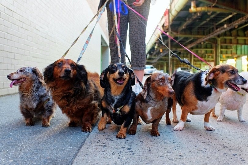 A dog walker leads a group of small dogs on leashes along a city sidewalk, with several happy dogs walking closely together in bright daylight.